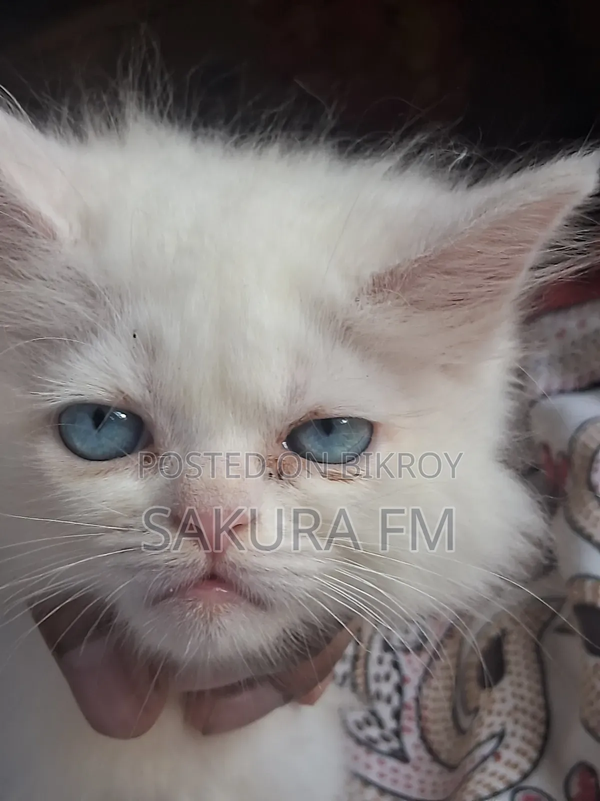 0-1 Month Female Purebred Persian Cat