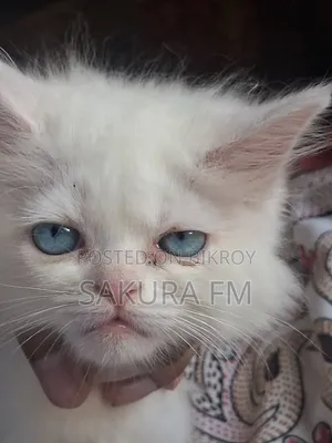 0-1 Month Female Purebred Persian Cat
