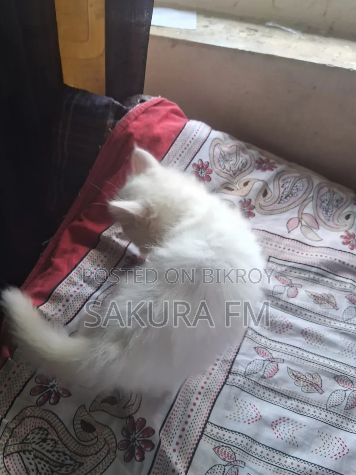 0-1 Month Female Purebred Persian Cat