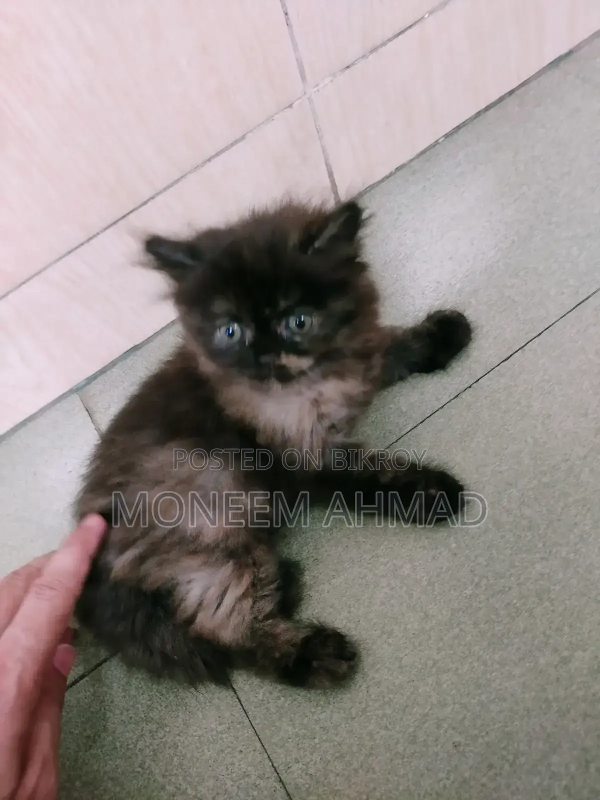 1-3 Months Female Purebred Persian Kitten