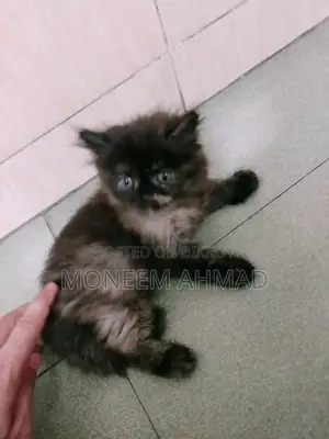 1-3 Months Female Purebred Persian Kitten