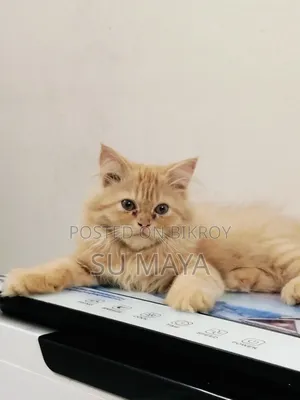 3 to 6 Months Old Female Purebred Persian Cat