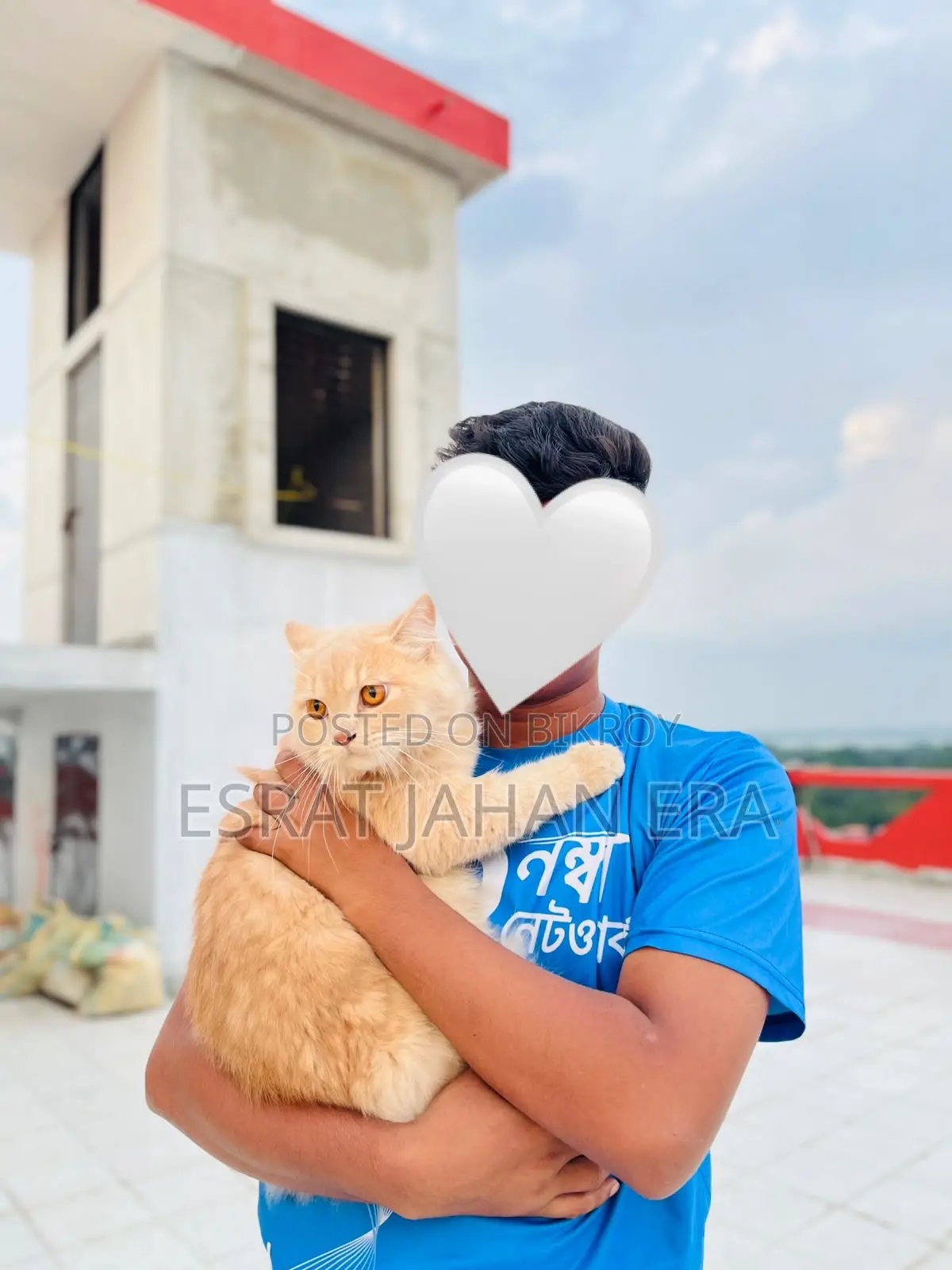 6-12 Months Male Purebred Persian