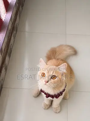 6-12 Months Male Purebred Persian