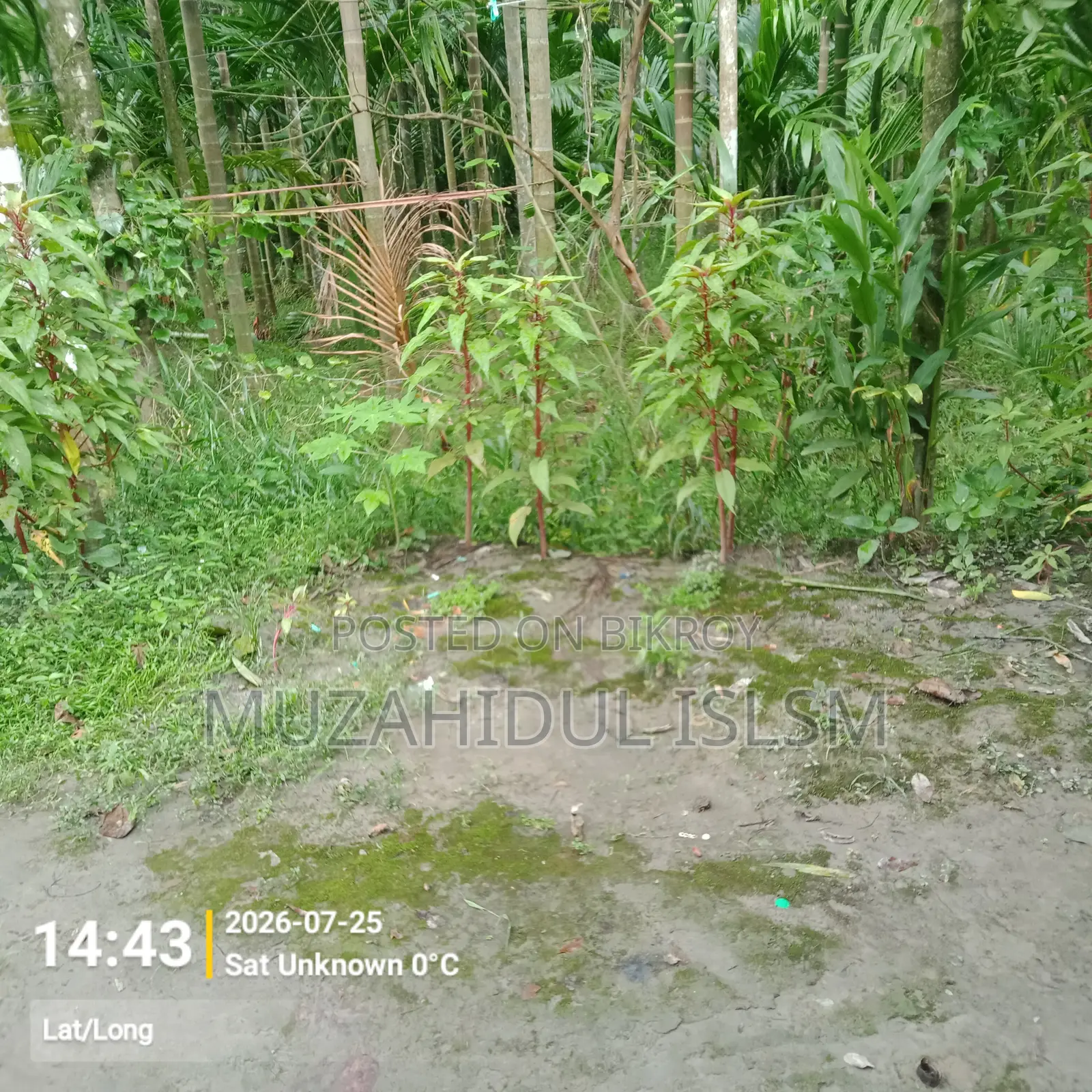 Land for Sale in Borhanuddin Municipality, Bhola