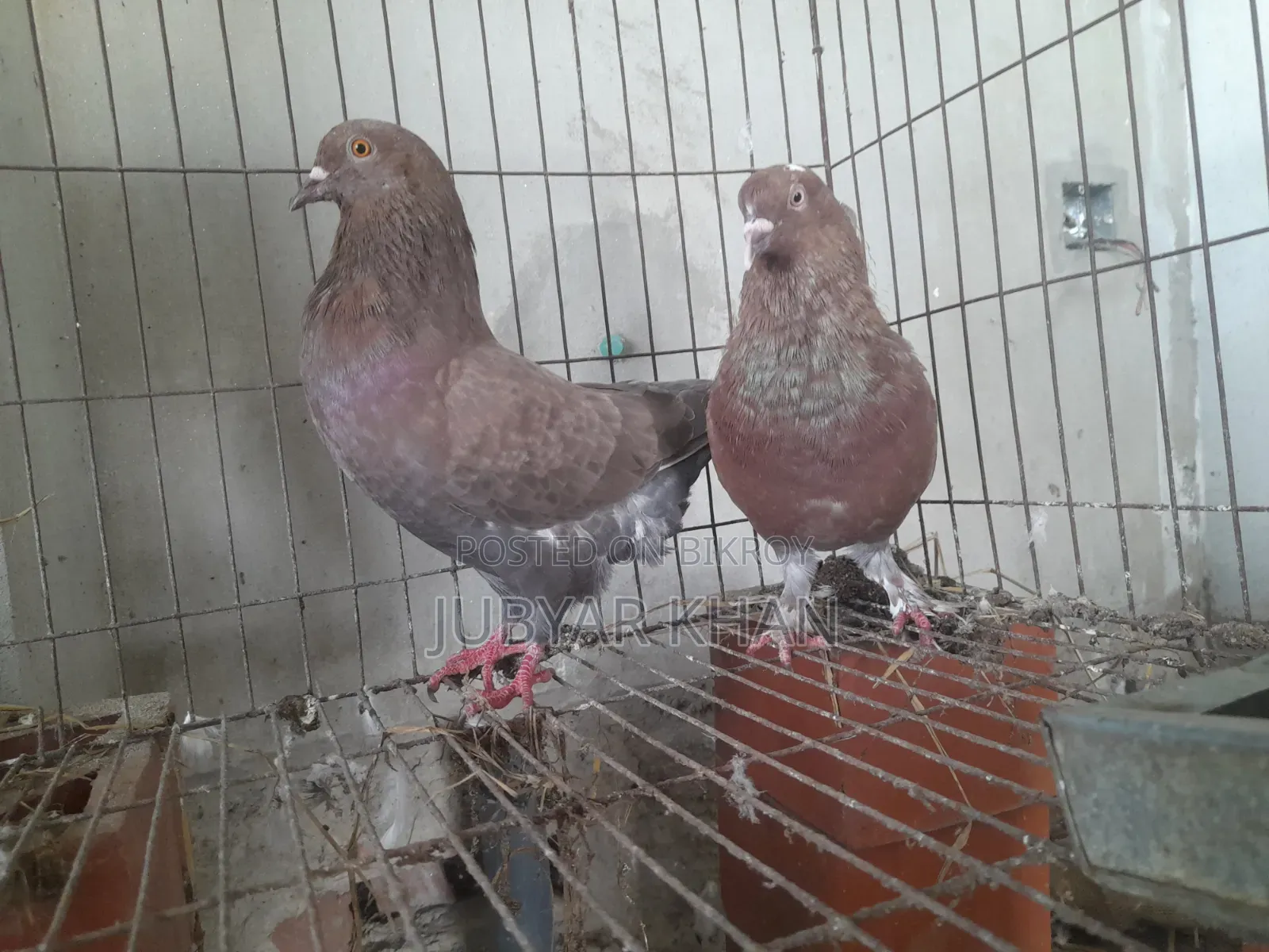 Big Size Golla Pair