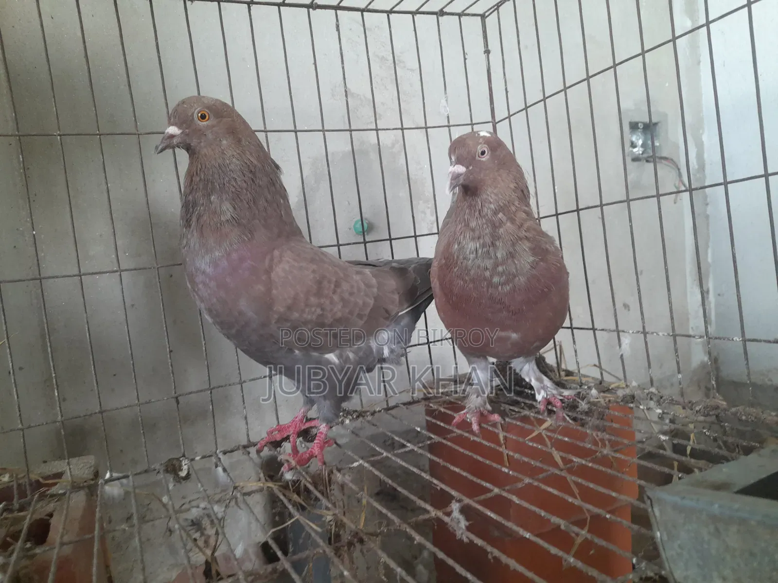 Big Size Golla Pair