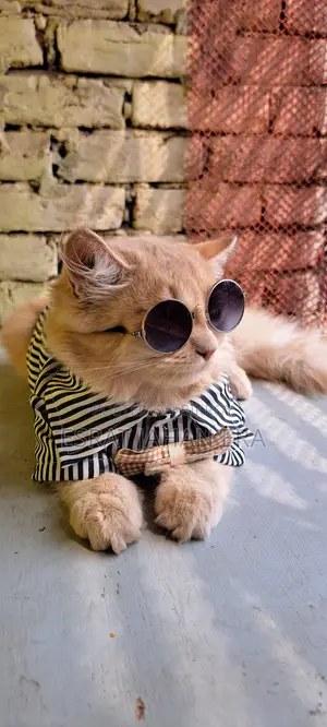6-12 Months Male Purebred Persian