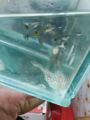 ফ্যান্সি মিক্সড গাপ্পি
