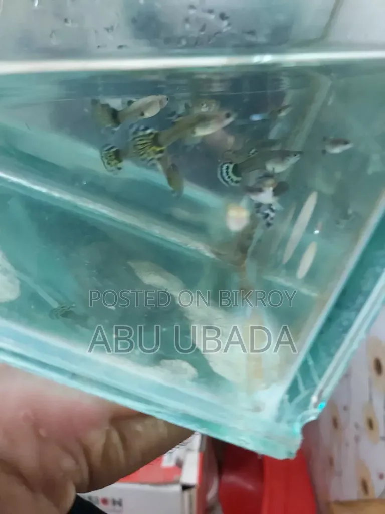 ফ্যান্সি মিক্সড গাপ্পি