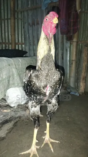 Sonali Chicken