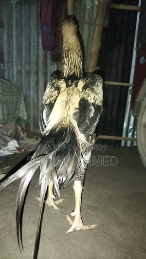 Sonali Chicken