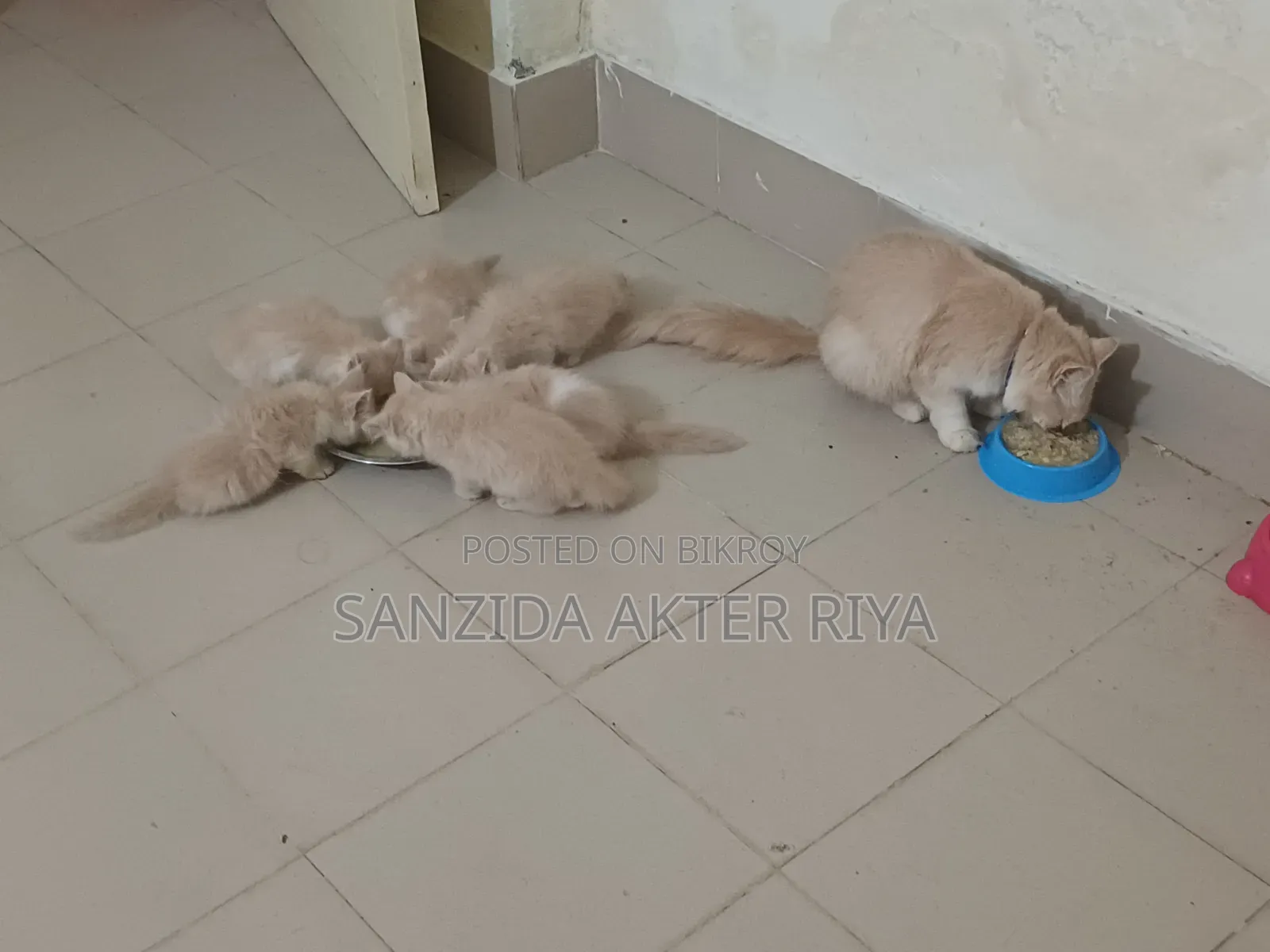 1-3 Months Female Purebred Persian