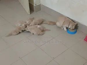 1-3 Months Female Purebred Persian