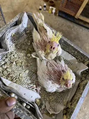 Tame Size Cockatiel Baby Tame Size Cockatiel