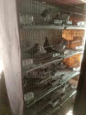 ৮ জোড়া কবুতর