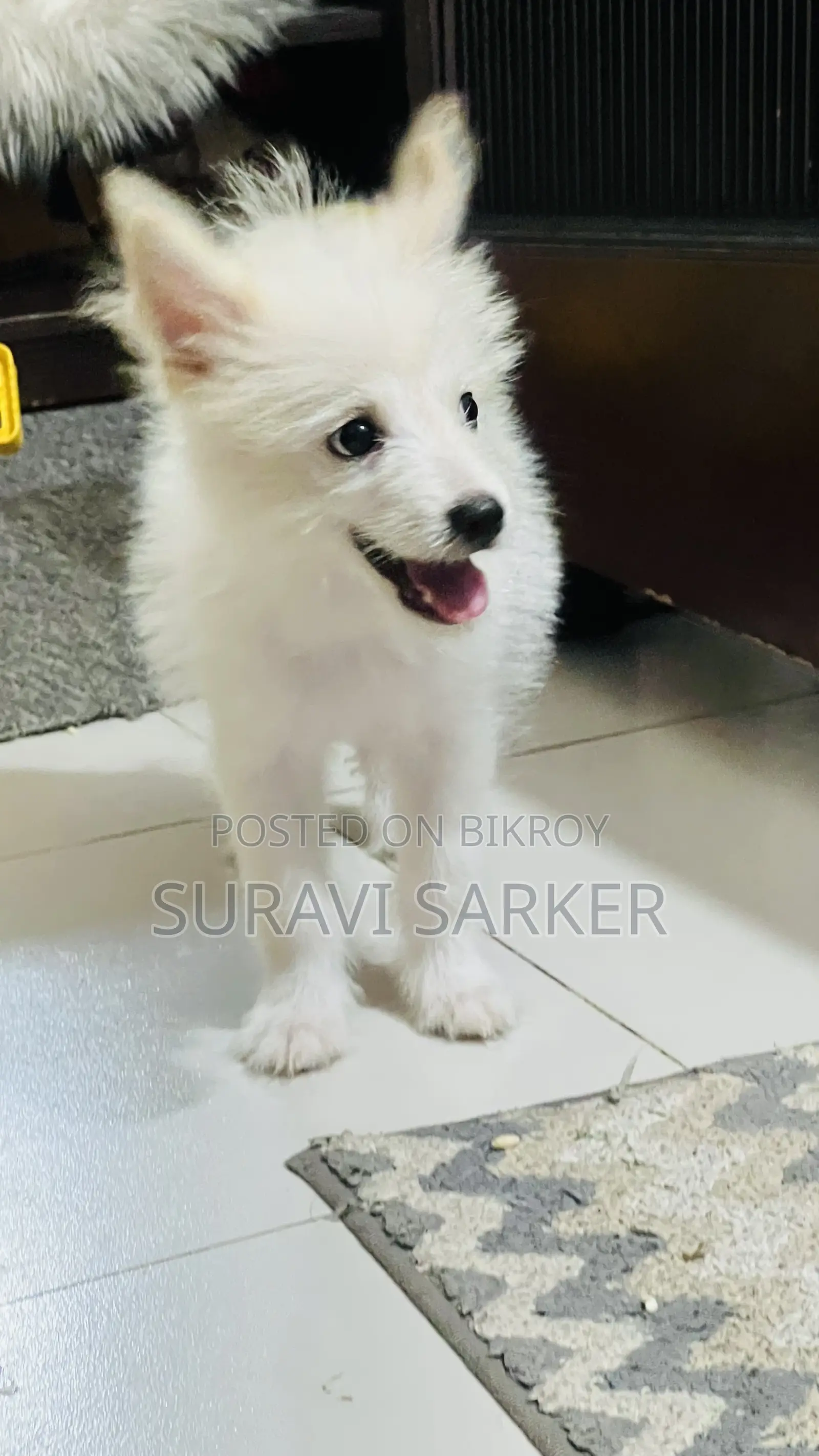 1-3 Months Female Purebred Japanese Spitz