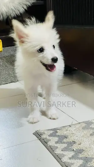 1-3 Months Female Purebred Japanese Spitz