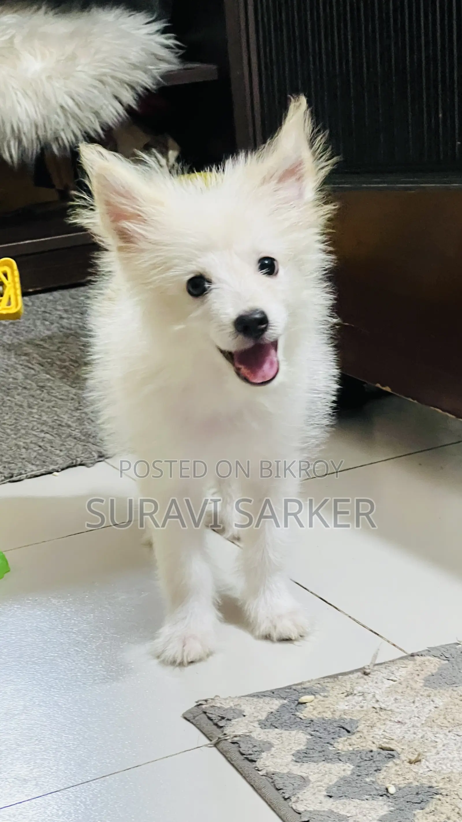 1-3 Months Female Purebred Japanese Spitz