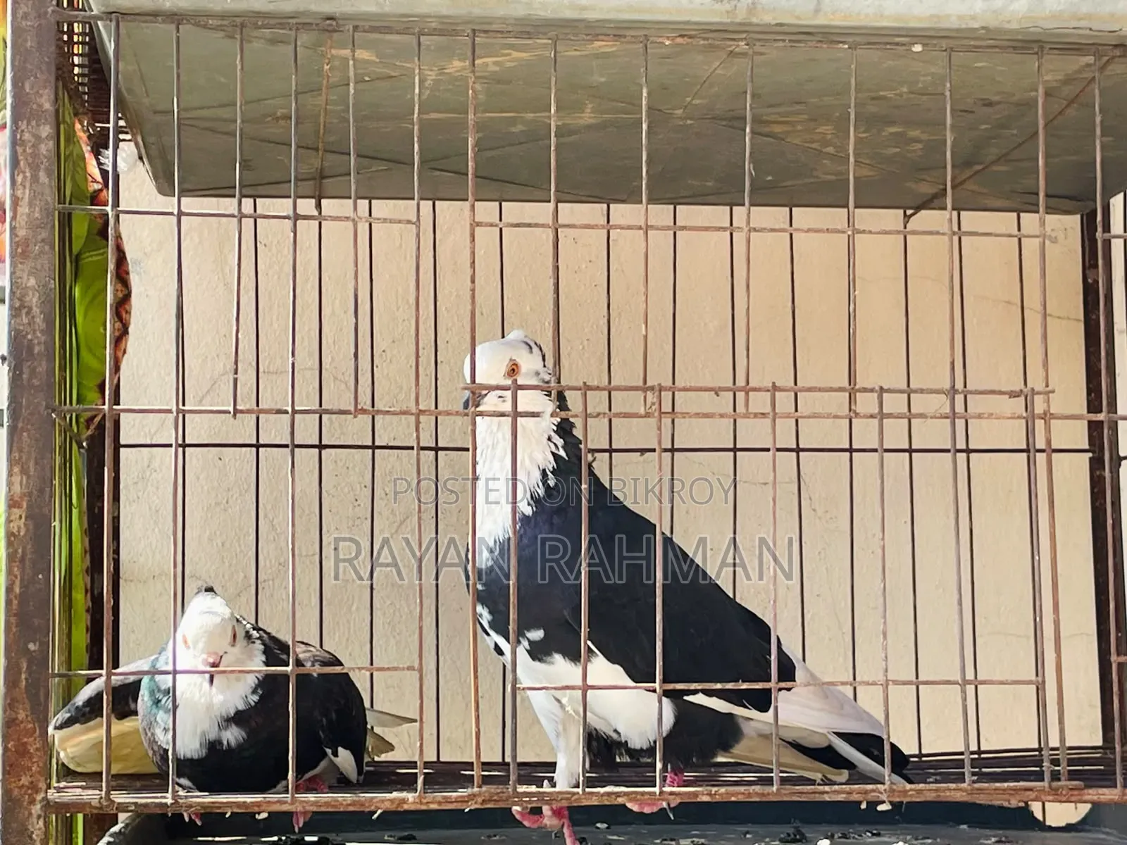 রাজগোল্লা দেশি কবুতর