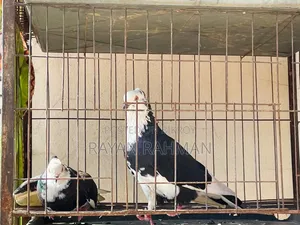 রাজগোল্লা দেশি কবুতর