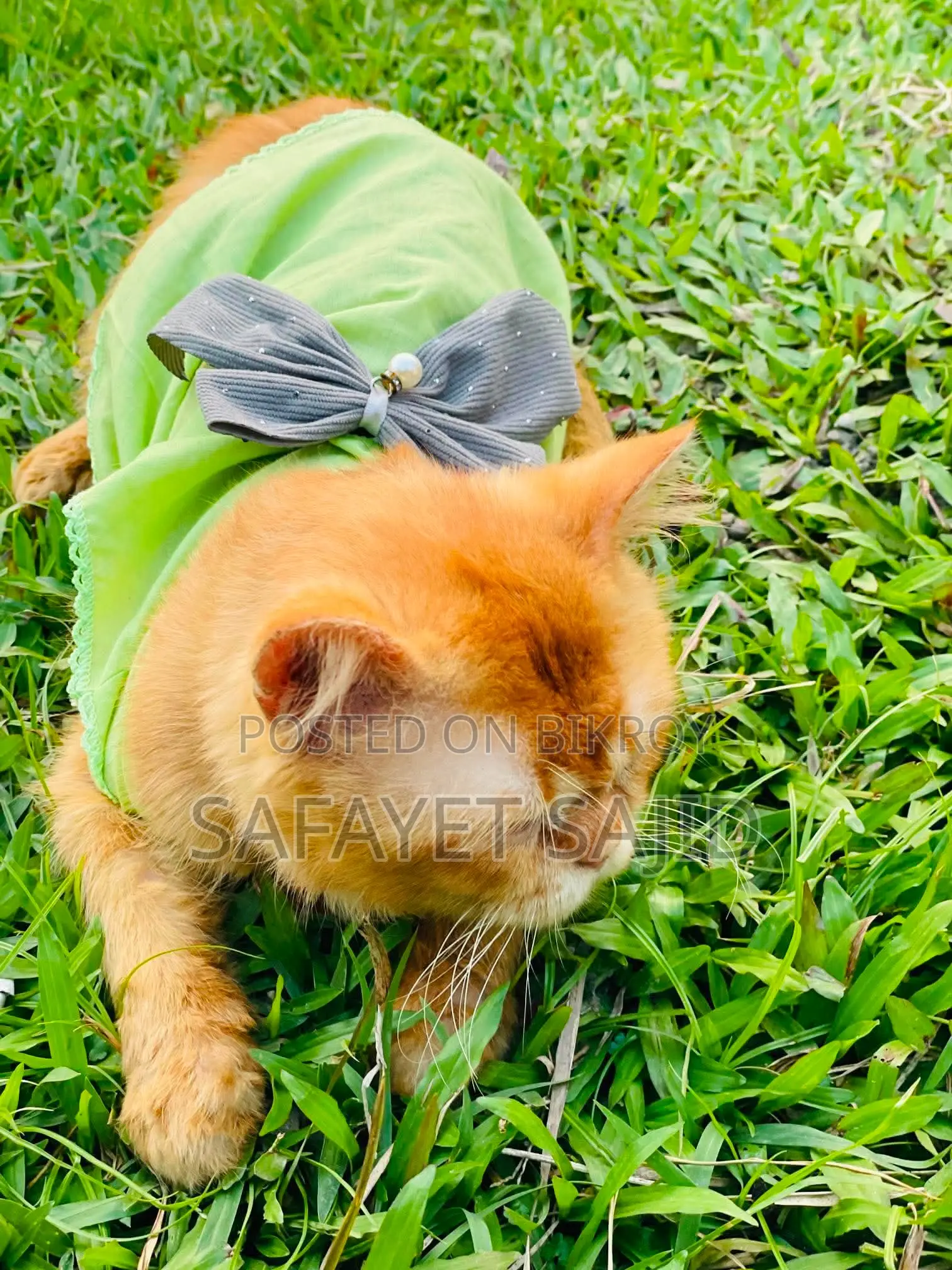 3-6 Months Male Purebred Persian