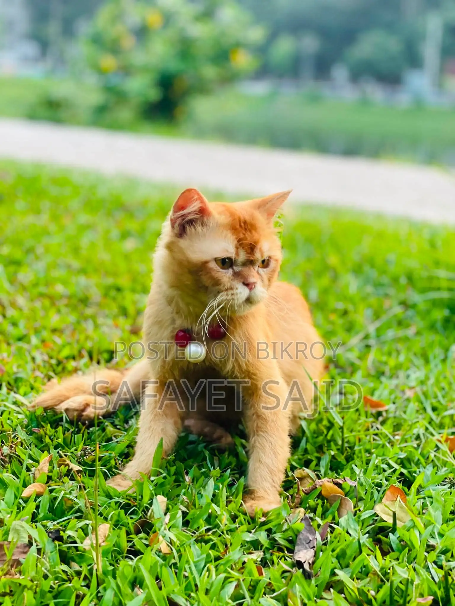 3-6 Months Male Purebred Persian