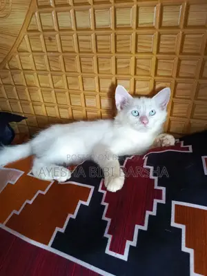 ১-৩ মাস বয়সী ফিমেল মিক্সড ব্রিড পার্সিয়ান