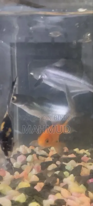একুরিয়াম ফিস