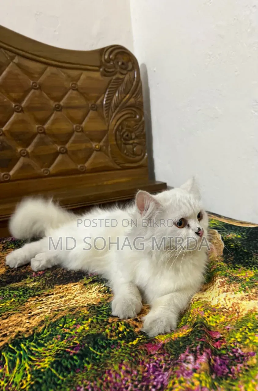 1+ Year Female Purebred Persian