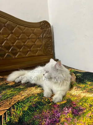 1+ Year Female Purebred Persian