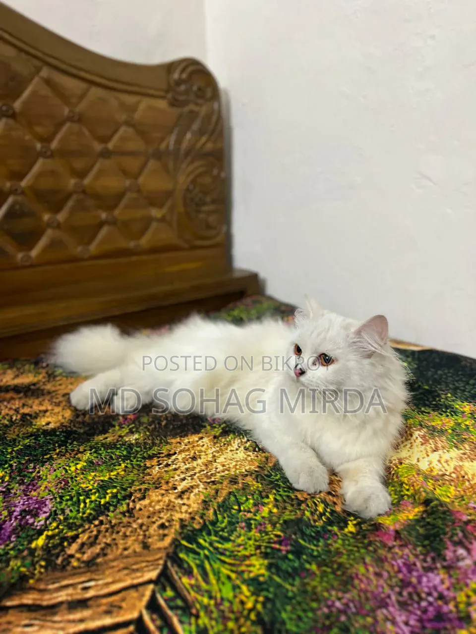 1+ Year Female Purebred Persian