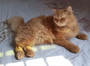 6-12 Months Female Purebred Persian