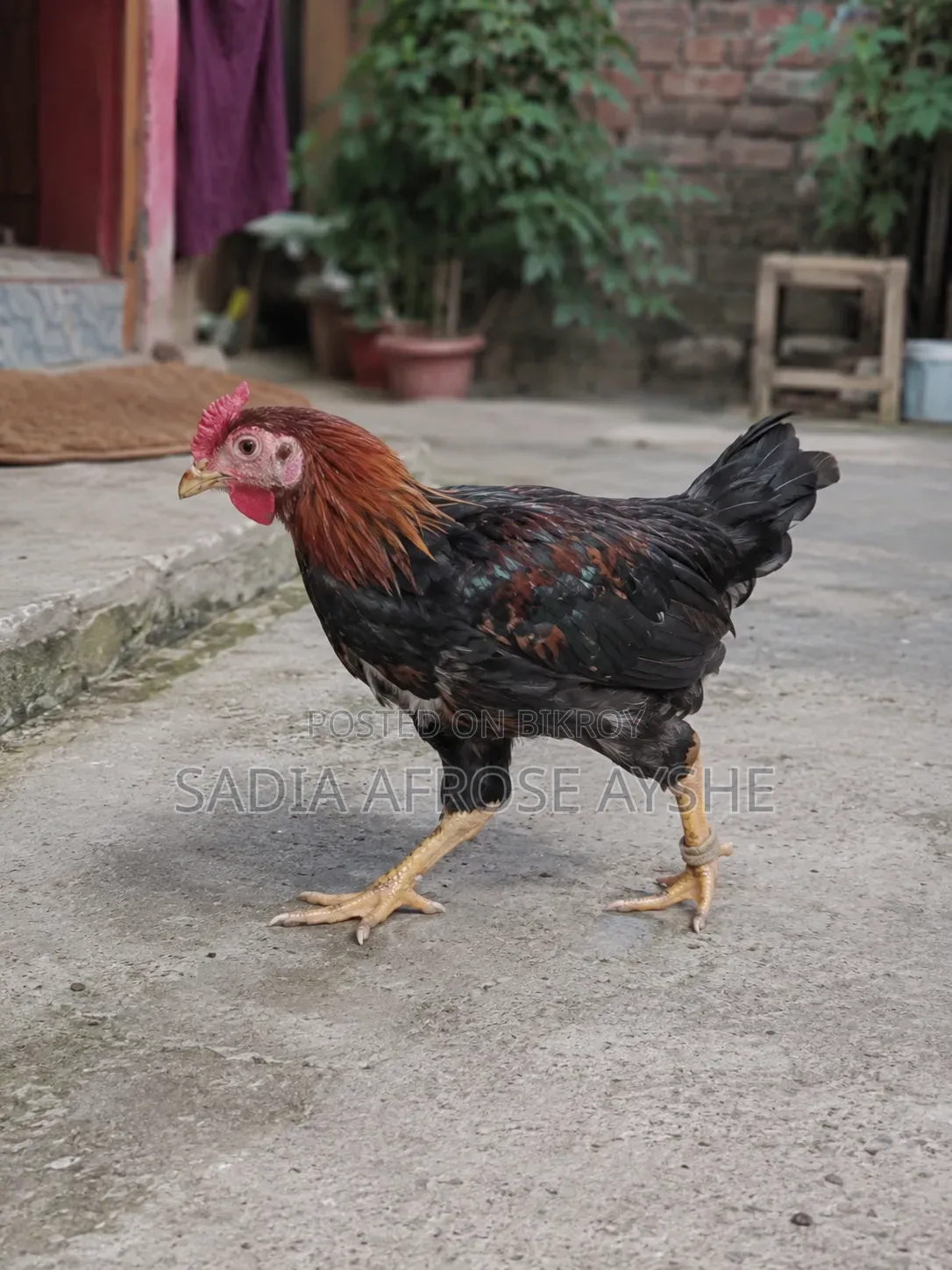 Deshi Rooster for Sale