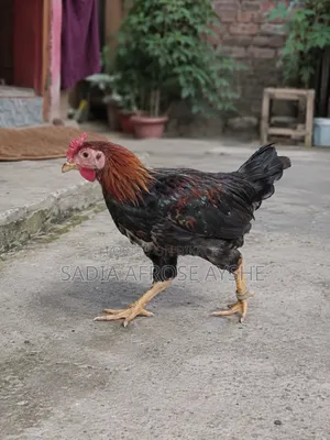 দেশি মোরগ সেল হবে