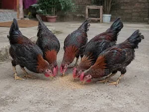 Deshi Rooster for Sale