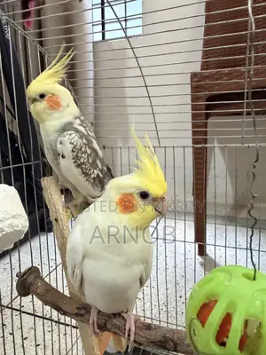 Cockatiel Lutino Jharna Full Setup.