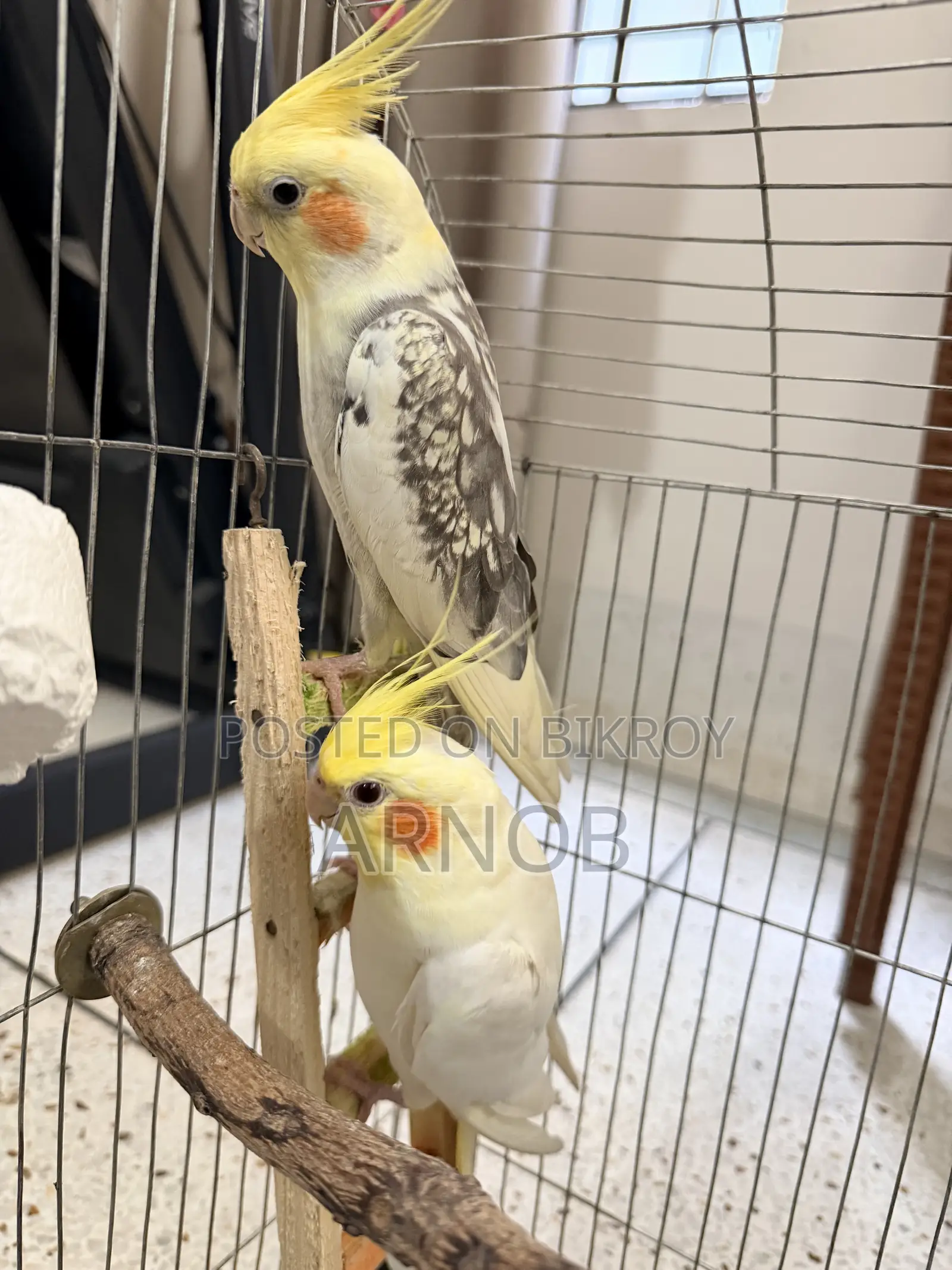 Cockatiel Lutino Jharna Full Setup.