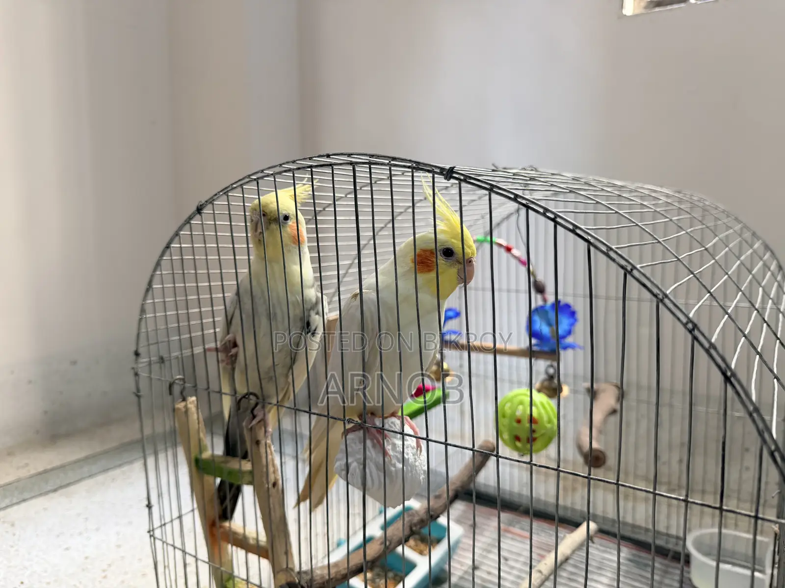 Cockatiel Lutino Jharna Full Setup.