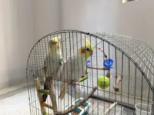 Cockatiel Lutino Jharna Full Setup.