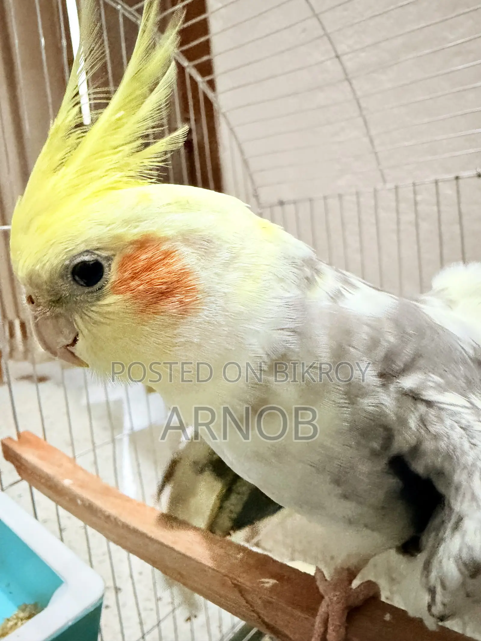 Cockatiel Lutino Jharna Full Setup.