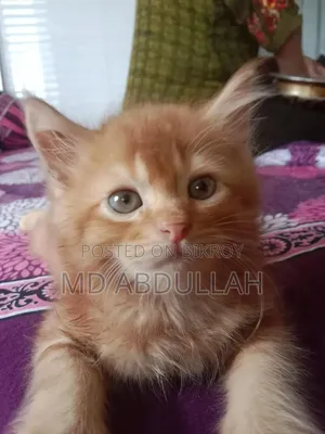 1-3 months Male Mixed Breed Persian