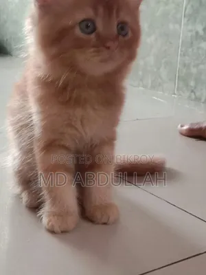 1-3 months Male Mixed Breed Persian