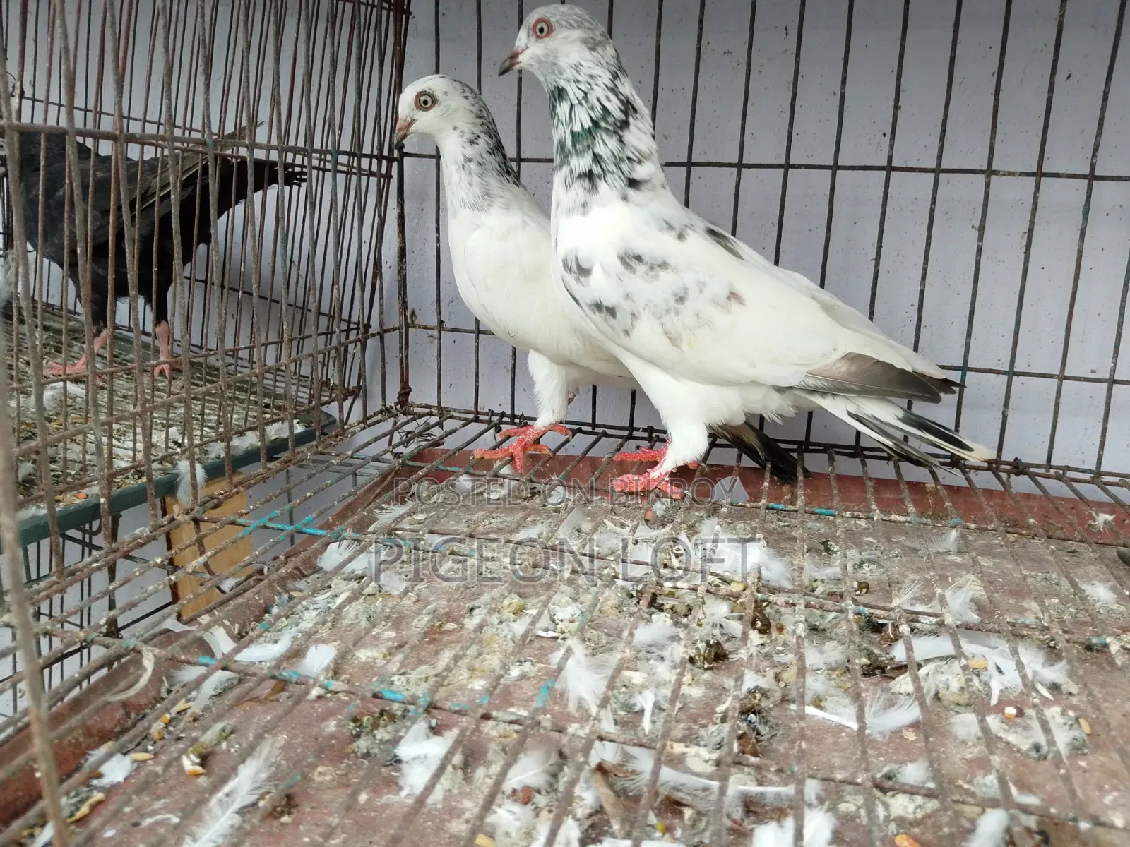 রানিং কবুতর