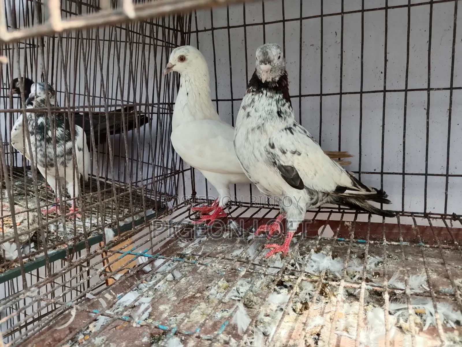 রানিং কবুতর