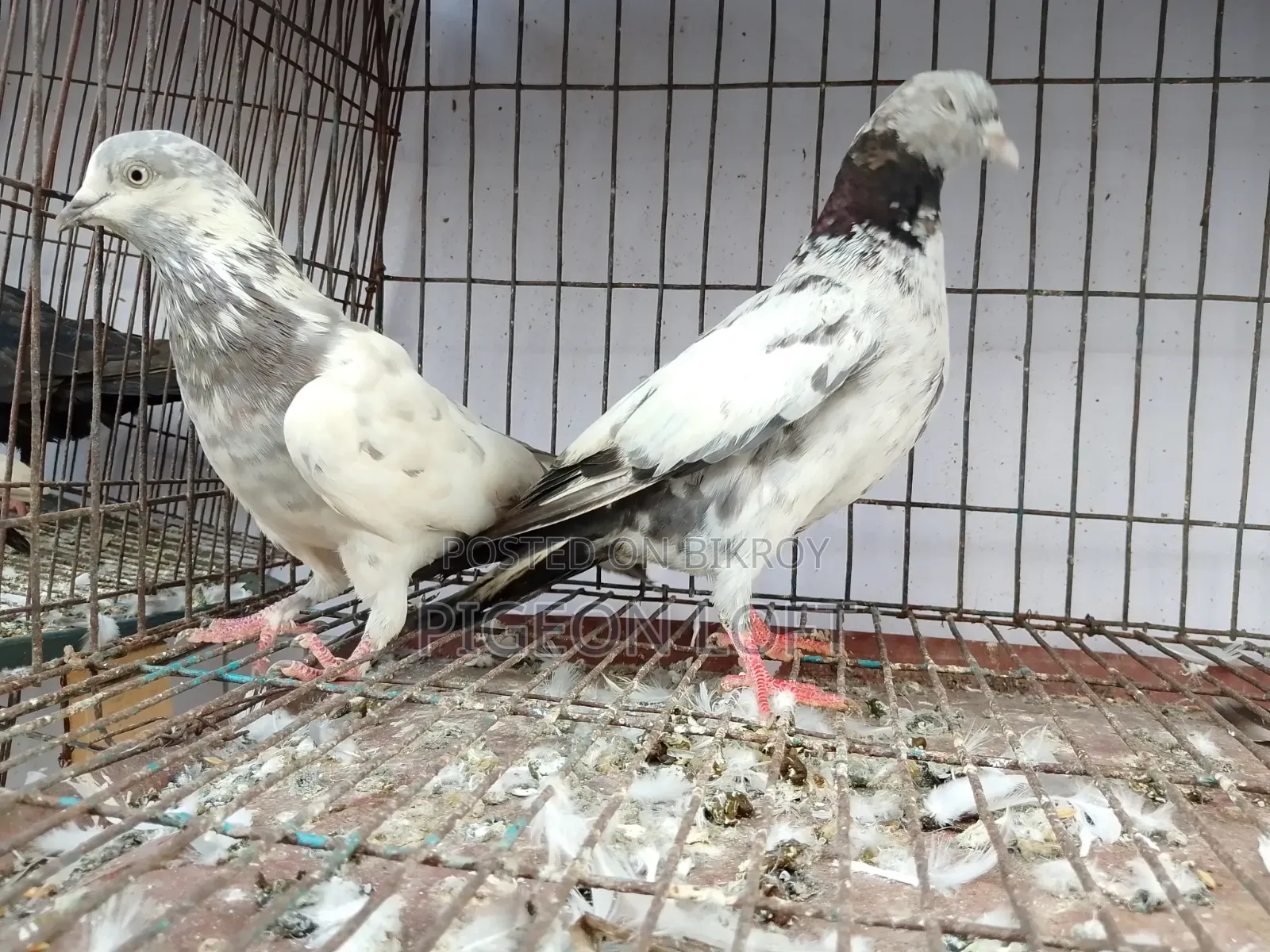 রানিং কবুতর