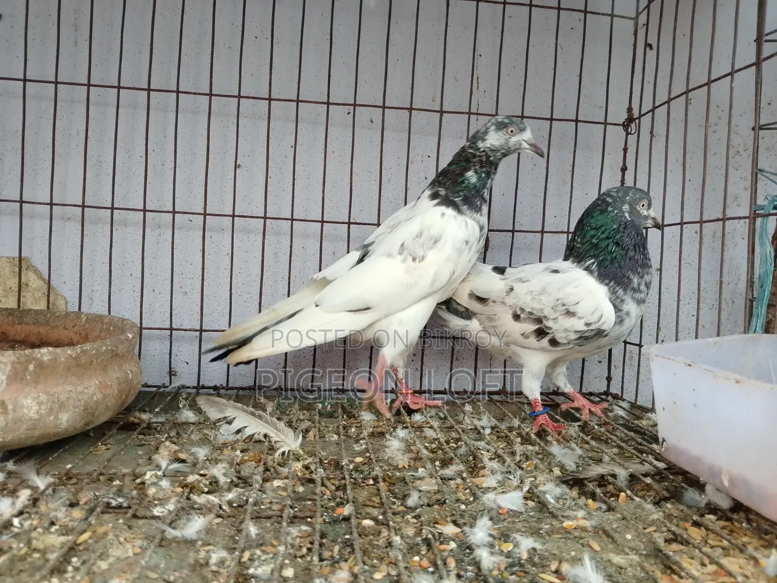 রানিং কবুতর