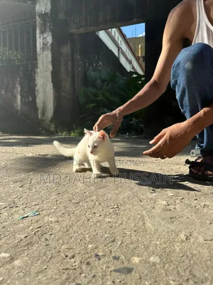 1-3 Months Male Mixed Breed Persian
