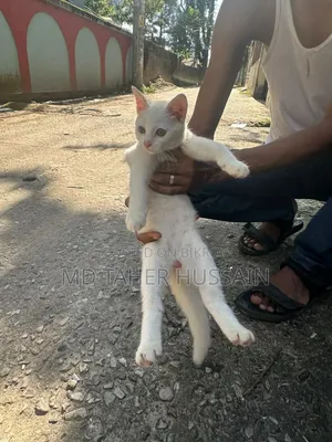 1-3 Months Male Mixed Breed Persian