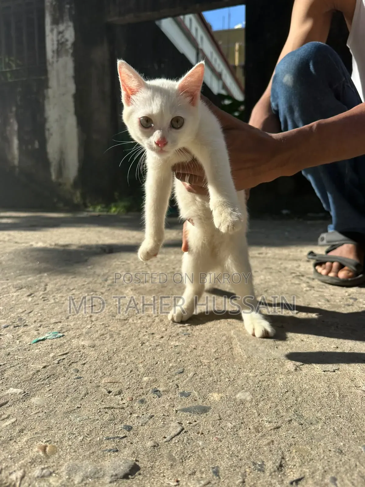 1-3 Months Male Mixed Breed Persian
